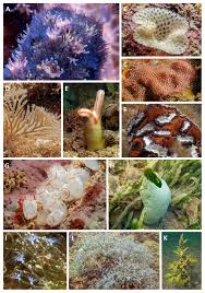 Attēlu rezultāti vaicājumam “Trichia scabra sessile”