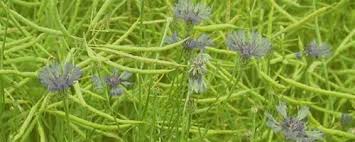 Attēlu rezultāti vaicājumam “Microrrhinum minus”