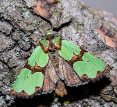 Attēlu rezultāti vaicājumam “Staurophora celsia”
