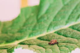 Attēlu rezultāti vaicājumam “Dermacentor reticulatus female”
