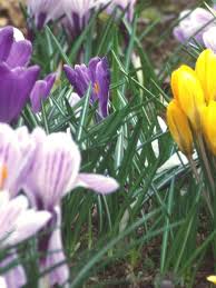 Attēlu rezultāti vaicājumam “Crocus vernus subsp. vernus flower”