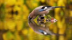 Attēlu rezultāti vaicājumam “Garrulus glandarius adult”