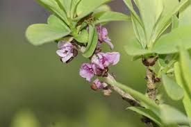 Attēlu rezultāti vaicājumam “Daphne mezereum flower”