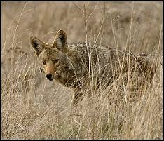 Image result for Hartlepool Coyotes