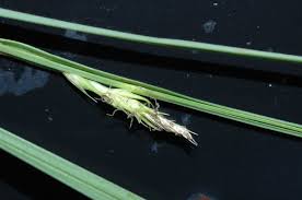 Attēlu rezultāti vaicājumam “Carex atherodes”