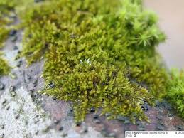 Attēlu rezultāti vaicājumam “Platygyrium repens”