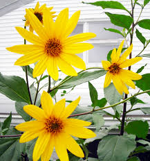 Attēlu rezultāti vaicājumam “Helianthus tuberosus flower”