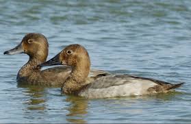 Image result for Aythya valisineria