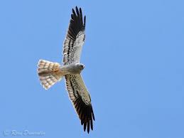 Attēlu rezultāti vaicājumam “Circus pygargus”