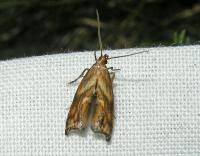 Attēlu rezultāti vaicājumam “Epermenia falciformis”