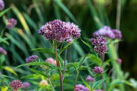 Image result for Eupatorium cannabinum