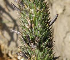 Attēlu rezultāti vaicājumam “Claviceps purpurea”