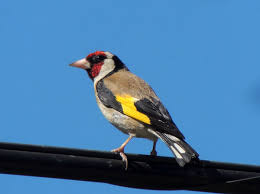 Attēlu rezultāti vaicājumam “Carduelis carduelis”