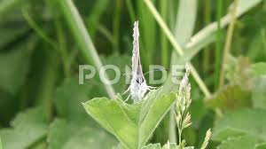 Attēlu rezultāti vaicājumam “Phengaris arion underside”