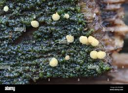 Attēlu rezultāti vaicājumam “Arcyria globosa macro”