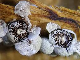 Attēlu rezultāti vaicājumam “Badhamia foliicola”