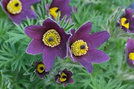 Image result for Pulsatilla