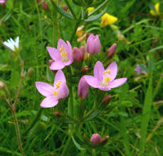 Image result for Centaurium erythraea