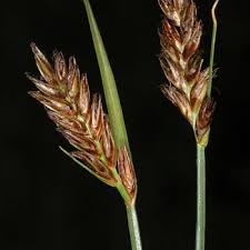 Attēlu rezultāti vaicājumam “Blysmus compressus”