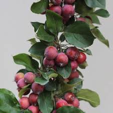 Attēlu rezultāti vaicājumam “Malus purpurea leaf”