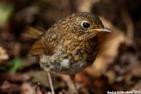 Attēlu rezultāti vaicājumam “Erithacus rubecula juvenile”