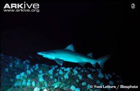 Image result for Odontaspis ferox