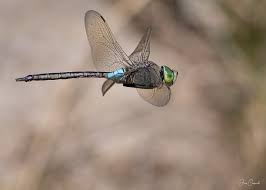 Attēlu rezultāti vaicājumam “Anax parthenope”