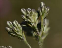 Attēlu rezultāti vaicājumam “Gypsophila fastigiata flower”
