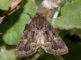 Attēlu rezultāti vaicājumam “Thalpophila matura”