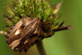 Attēlu rezultāti vaicājumam “Eurygaster testudinaria nymph”