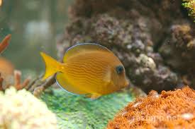Image result for Acanthurus coeruleus