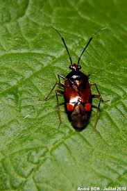 Attēlu rezultāti vaicājumam “Deraeocoris ruber”