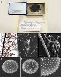 Attēlu rezultāti vaicājumam “Symphytocarpus flaccidus”