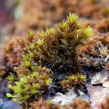 Attēlu rezultāti vaicājumam “Orthotrichum patens”