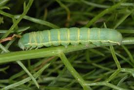 Attēlu rezultāti vaicājumam “Agrochola helvola imago”