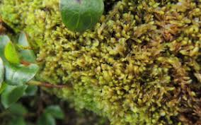 Attēlu rezultāti vaicājumam “Harpanthus flotovianus”