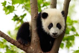 Résultat de recherche d'images pour "pandas"