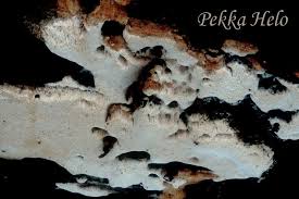 Attēlu rezultāti vaicājumam “Antrodia pulvinascens”