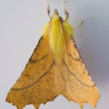 Attēlu rezultāti vaicājumam “Ennomos alniaria”