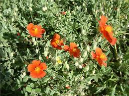Attēlu rezultāti vaicājumam “Helianthemum nummularium leaf”