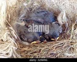 Attēlu rezultāti vaicājumam “Motacilla alba nest”