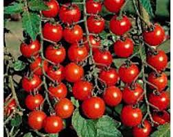 Afbeeldingsresultaat voor earliana tomato