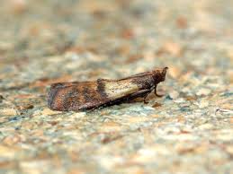 Attēlu rezultāti vaicājumam “Plodia interpunctella”