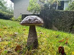 Attēlu rezultāti vaicājumam “Leccinum scabrum”