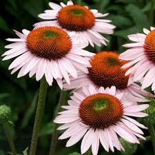 Image result for Sonnenhut