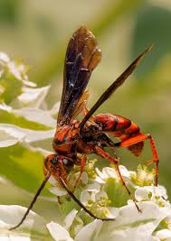 Attēlu rezultāti vaicājumam “Aphodius sp. imago”
