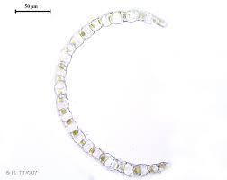 Attēlu rezultāti vaicājumam “Sphagnum inundatum”