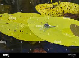 Attēlu rezultāti vaicājumam “Leucorrhinia caudalis male”