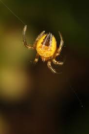 Attēlu rezultāti vaicājumam “Araneus diadematus juvenile”