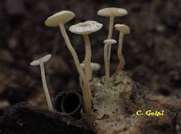 Attēlu rezultāti vaicājumam “Collybia cirrhata”